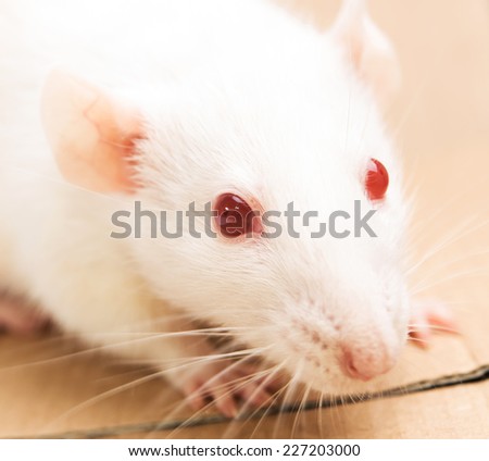 white laboratory rat