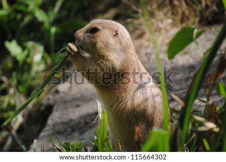 Prairie Dog eats a blade of grass