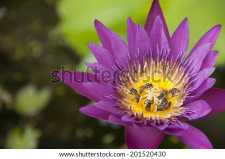 Purple water lily with honey bee.