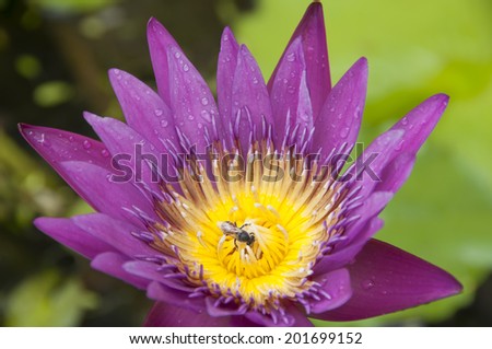 Purple water lily with honey bee.