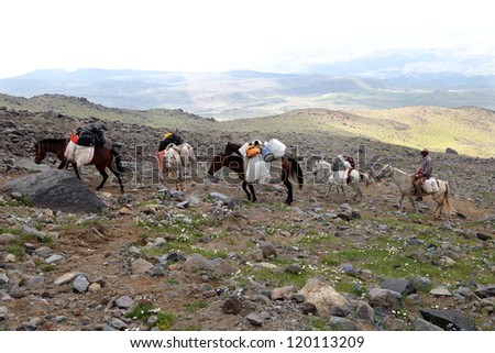 MOUNT AGRI, TURKEY - JULY 14: Porters and horses climbing to 4200 meters camp, July 14, 2012 in Agri, Turkey. Mount Agri is the highest mountain in Turkey and It is believed that Noah Ark is there.