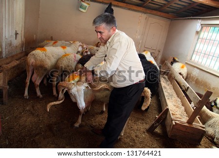 ISTANBUL, TURKEY - OCTOBER 16: Farmer and sheep in the barn before feast of the sacrifice on October 16, 2012 in Istanbul, Turkey.