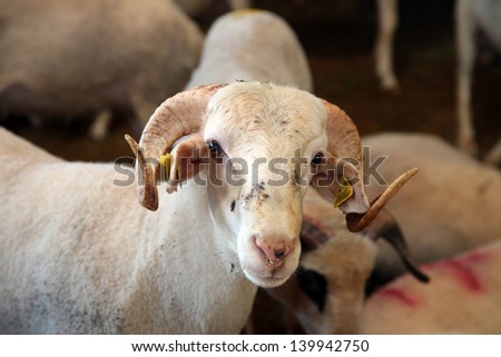 ISTANBUL, TURKEY - OCTOBER 16: Sheep in the barn before feast of the sacrifice on October 16, 2012 in Istanbul, Turkey.