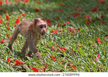 a little monkey walking on grasses