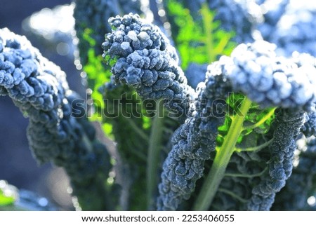 Similar – Image, Stock Photo Organic cabbage in winter in the field in Brandenburg II