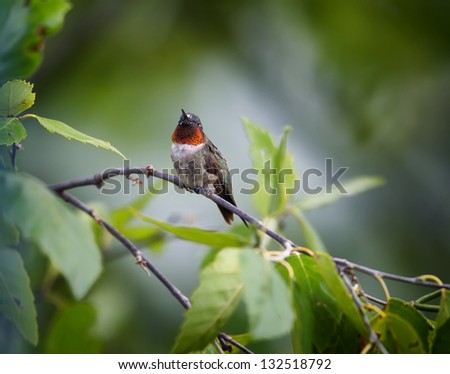 A colorful male Ruby-throated Hummingbird perched on a tree limb.