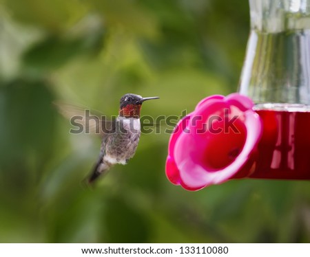 A hovering male Ruby-throated Hummingbird at a red feeder.