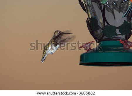 Female Ruby-throated Hummingbird in flight