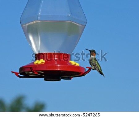 Male Ruby-Throated Hummingbird perched on a red feeder.