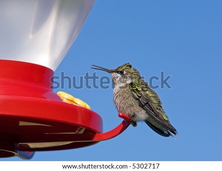 Female Ruby-Throated Hummingbird guarding her feeder.