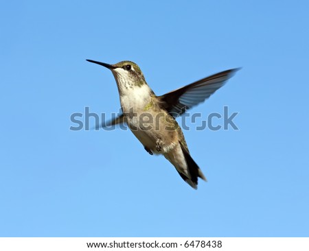 Solo flying Hummingbird.
