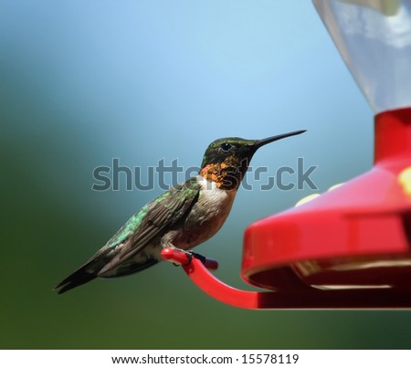 A male Ruby-throated Hummingbird perched on a red feeder.