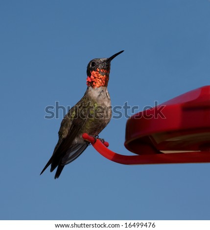 A male Ruby-throated Hummingbird perched on a red feeder with a blue sky background