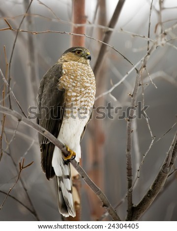 A Cooper\'s Hawk perched on a tree limb on a cold winter day.
