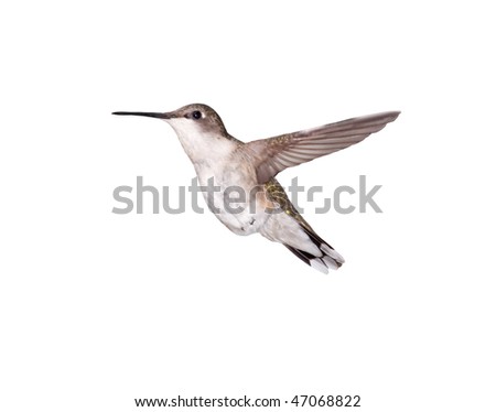 A flying female Ruby-throated Hummingbird isolated on a white background.