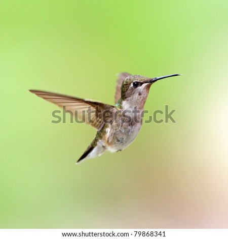 A female Ruby-throated Hummingbird hovering with a green background.