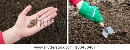 Hands with seeds and garden gloves that depict the process of planting seeds