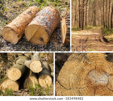 Collage of logs felled trees that show the destruction of the environment to the needs of an industrial society
