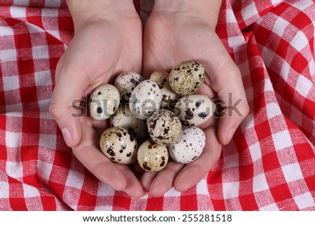 The palm of a man with quail eggs. Farmer with eggs. Quail eggs. Dietary organic product.