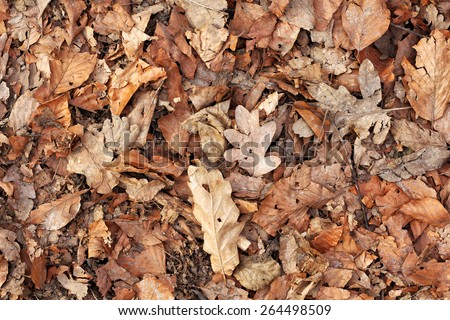 Fallen leaves. Leaves in the forest park. Land in the dry leaves. Background, texture. Autumn time in the park.