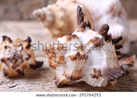 Shells on the table. Souvenirs. Collecting shells. Homalocantha scorpio, Pleuroploca gigantea. Selective focus, close-up photography, macro. Nature, biology.