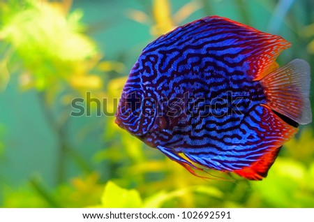 Similar – Image, Stock Photo Exotic fish in aquarium