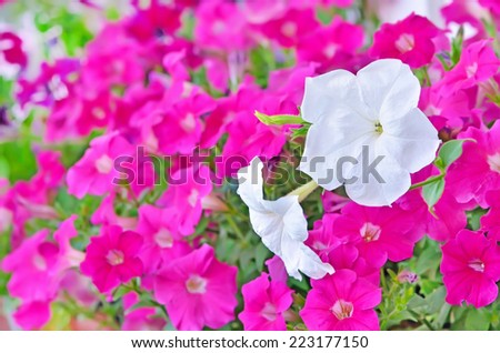 Pink and white petunia flowers in garden. Focus on white petunia flower