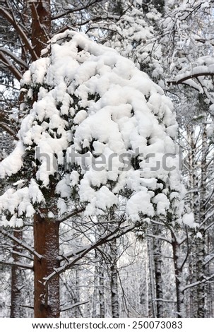 Pine tree branches covered with snow in forest, close up view