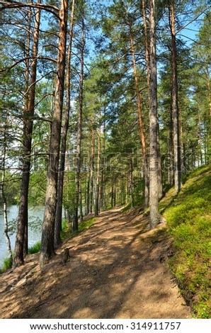Landscape with pine forest near Saint Petersburg, Russia