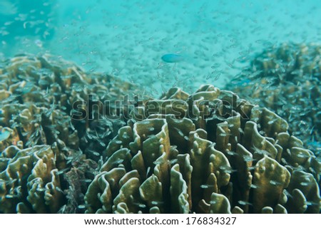 School of young fish swimming near reef and coral. Underwater shot. Marine life