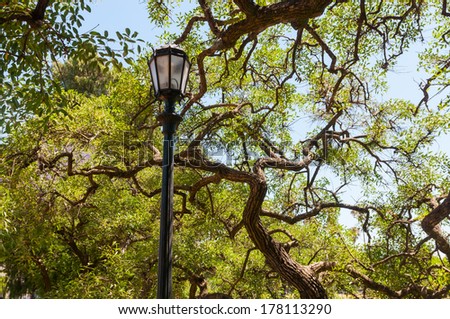 Street lamp on background of tropical crowns of trees