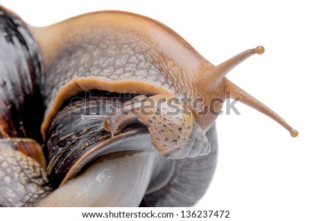 large and small land snail isolated on white background macro