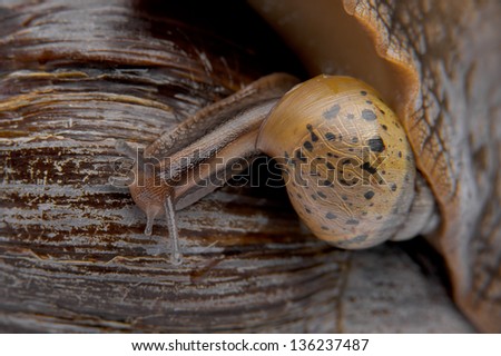 young snail land snail riding on an adult macro