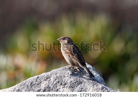 Common sparrow perched on a rock against interesting background