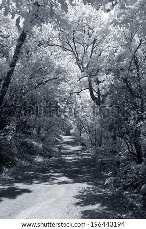Infrared deep forest path, Geres National Park, north of Portugal