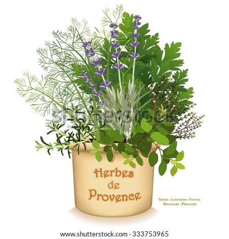 Herbes de Provence Garden Planter, aromatic cooking herbs of SW  France, Rosemary, Sweet Fennel, Flat Leaf Parsley, Thyme, Oregano, Lavender in clay flowerpot isolated on white.  EPS8 compatible.  