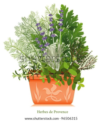 Herbes de Provence Garden, cooking herb blend of SW France, Rosemary, Fennel, Italian Flat Leaf Parsley, Thyme, Oregano, Lavender, clay flowerpot planter. EPS8 compatible. See more herbs in series.