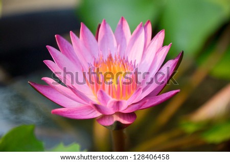 Pink lotus flower, fresh paint