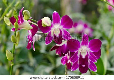 Orchid pink, green background tropical Thailand