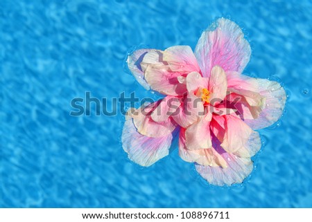 pink flower floating in water