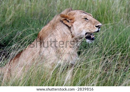 Lion in a jungle