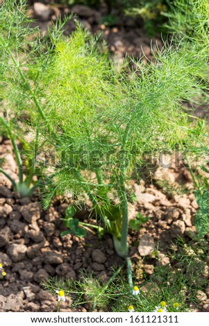 Young fennel plant growing in early summer