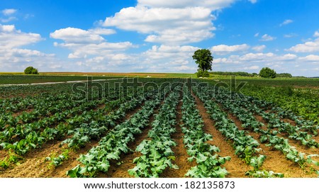 Vegetable fields in early summer