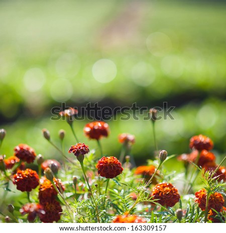 Flowers at sunrise, blur foreground and blur strawberry farm background
