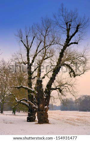 Winter landscape in a park in Magdeburg