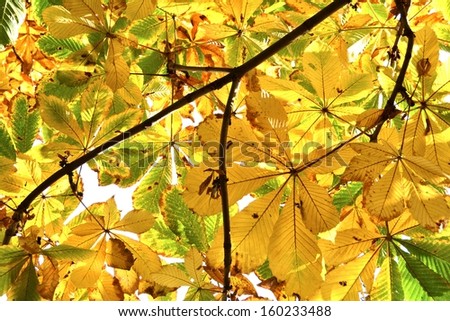 Leaves of a chestnut tree in autumn