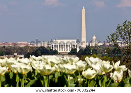 View of Washington DC skyline in late afternoon on a sunny day with Lincoln Memorial, Washington Monument and the Capitol with out of focus blooming white tulips in the foreground