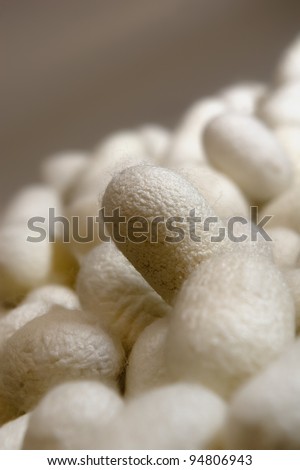 beige silk worm cocoons closeup with empty space for insert text