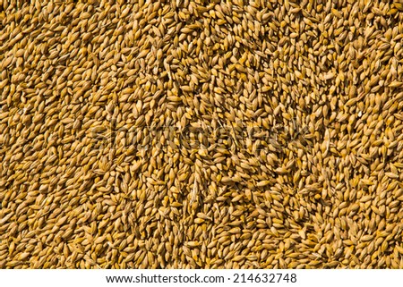 Wheat grains as agricultural background. Wheat grains texture.