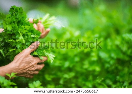 Image, Stock Photo Growing green parsley in the garden, selective focus